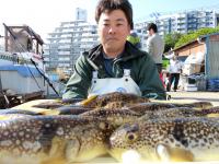 ふぐ釣り好調です！！