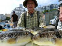 ふぐ釣り