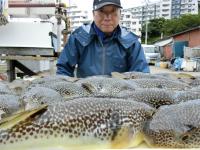 ふぐ釣り絶好調です！！