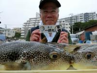 ふぐ釣り好調です！！