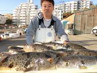 ふぐ釣り絶好調です！！