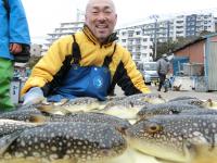 ふぐ釣り好調です！！