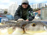 ふぐ釣り好調です！！