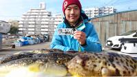 ふぐ釣り絶好調です！！