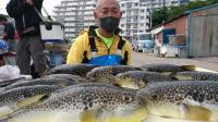 ふぐ釣り好調です！！