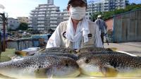 ふぐ釣り好調です！！