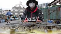 ふぐ釣り好調です！！