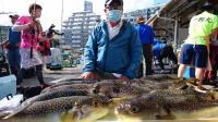 ふぐ釣り好調です！！