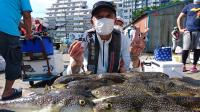 ふぐ釣り好調です！！