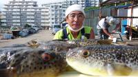 ふぐ釣り絶好調です！！