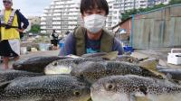 ふぐ釣り絶好調です！！