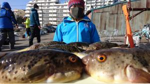 ふぐ釣り好調です！！