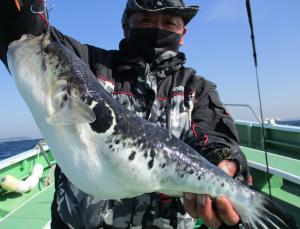 とらふぐ釣り