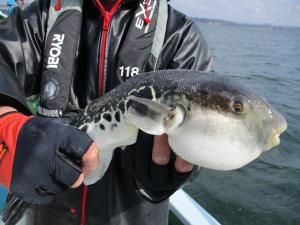 とらふぐ釣り