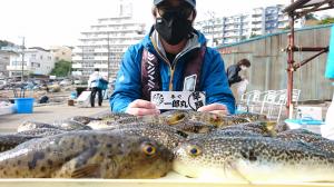 ふぐ釣り好調です！！