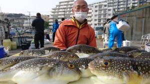 ふぐ釣り好調です！！