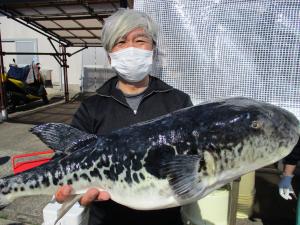 とらふぐ釣り