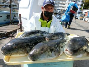 とらふぐ釣り好調です！！