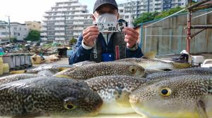 ふぐ釣り好調です！！