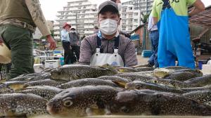 ふぐ釣り好調です！！