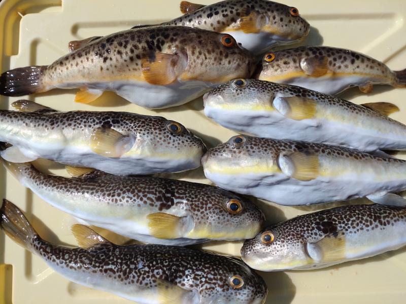 ふぐ釣り 釣り船 鴨居大室 一郎丸 東京湾 神奈川県 横須賀 三浦