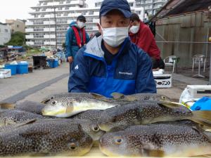 ふぐ釣り好調です！！