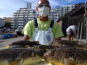 ふぐ釣り好調です！！