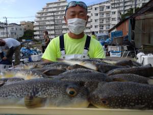 ふぐ釣り好調です！！