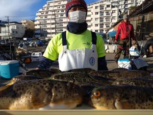 ふぐ釣り好調です！！