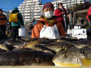 ふぐ釣り好調です！！