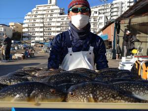 ふぐ釣り好調です！！