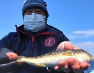 ふぐ釣り好調です！！