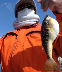 ふぐ釣り好調です！！