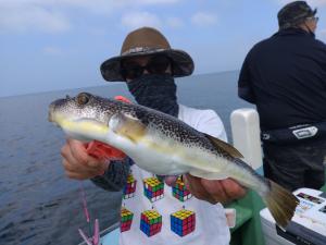 ふぐ釣り好調です！！