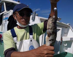 ふぐ釣り好調です！！