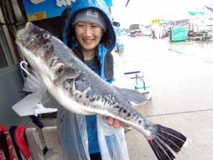 とらふぐ釣り好調です！！