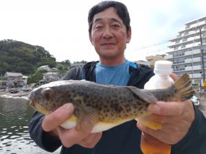 ふぐ釣り好調です！！