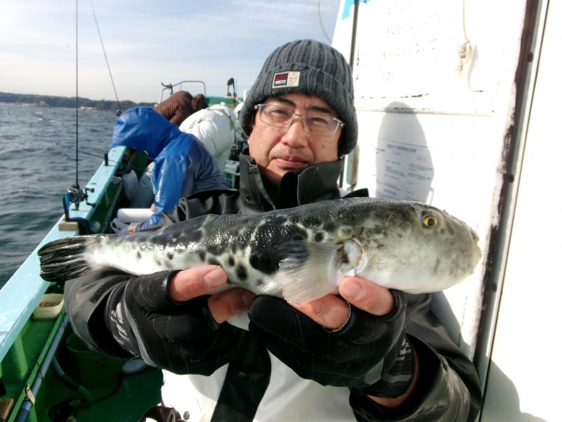 とらふぐ釣り好調です！！2枚目