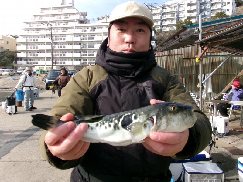 とらふぐ釣り好調です！！4枚目